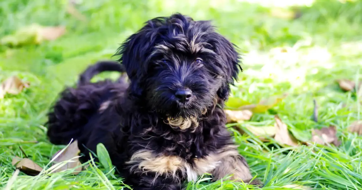 are portuguese sheepdog aggressive