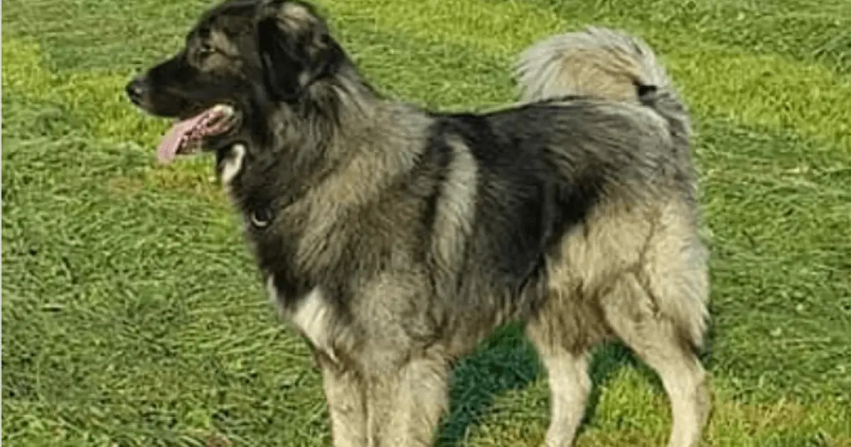 Are Carpathian Shepherds Good Dogs