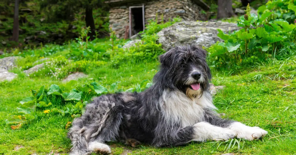 Romanian Mioritic Shepherd Dog Breed Information