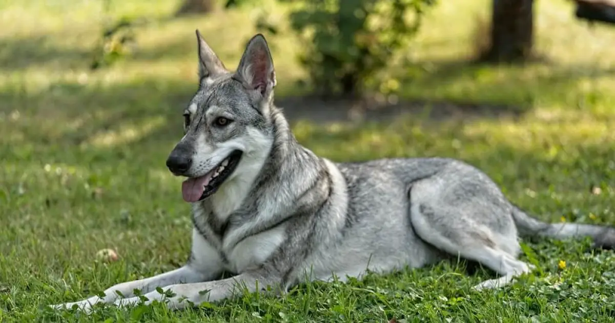 Saarloos Wolfdog Dog Breed Information