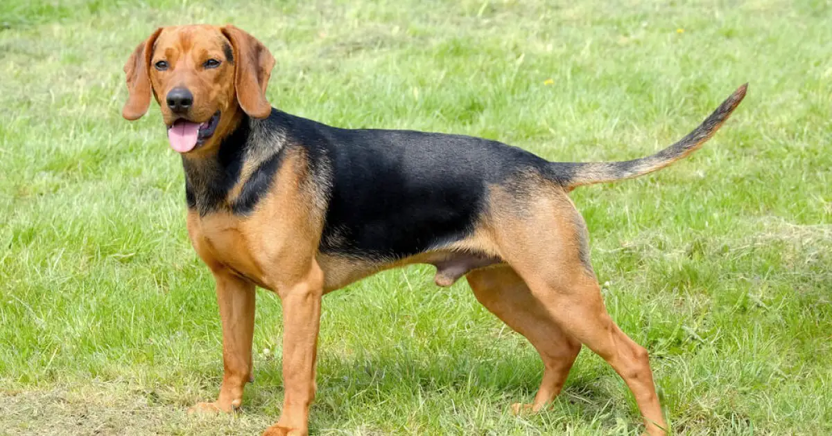 serbian dog breeds