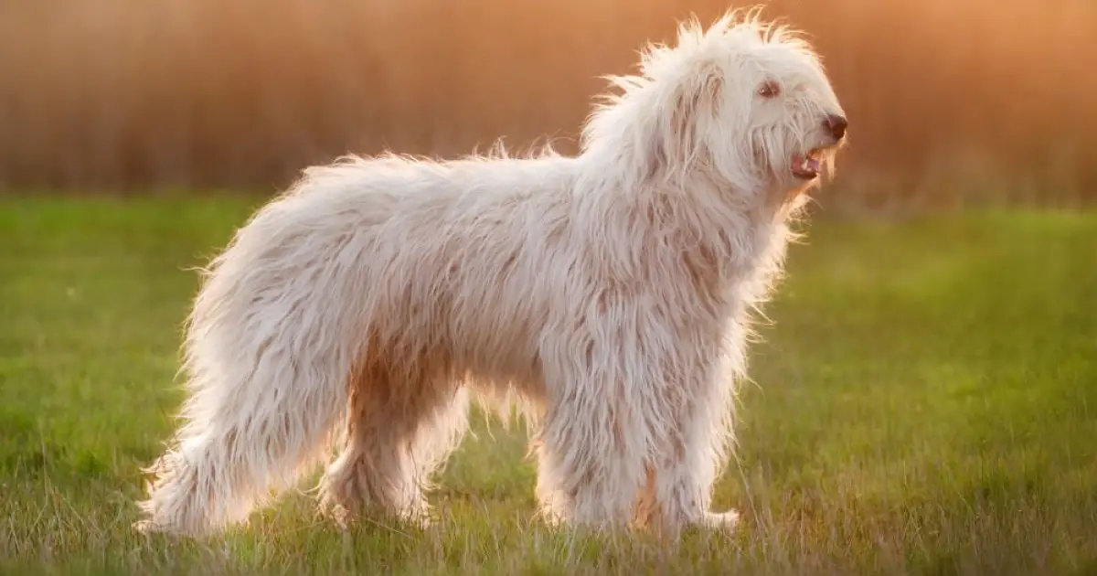 South Russian Shepherd Dog Breed Information
