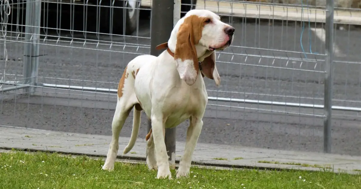 Spanish Hound | Dog Breed Info, Guide & Care