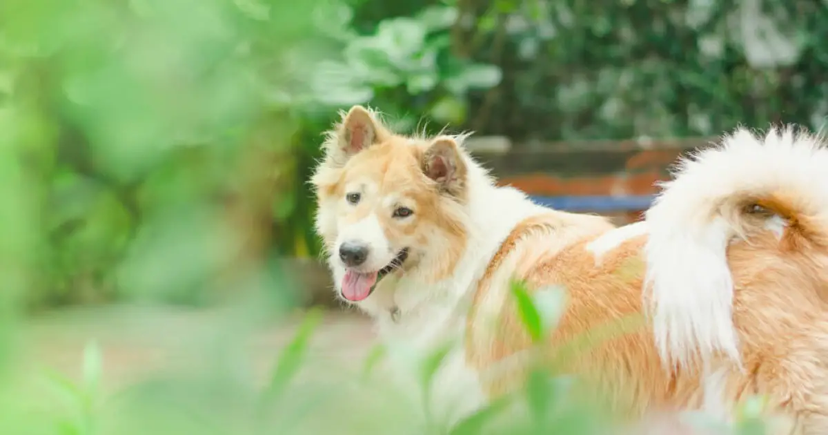 Thai Bangkaew Dog Breed Information