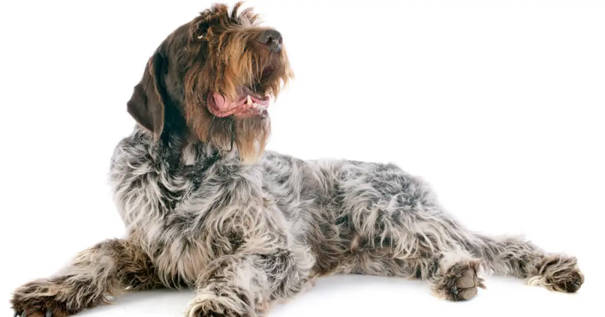 wirehaired pointing griffon dog breed