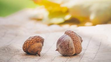 are acorns safe for dogs to eat