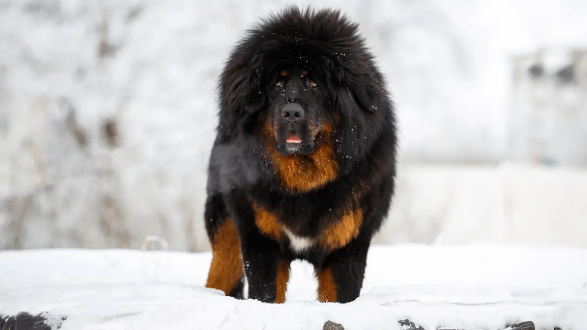 The 7 Rare Dog Breeds That Will Make You Stand Out