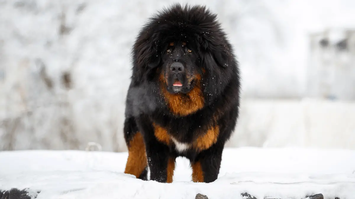 Tibetan Mastiff The Rarest Dogs In The World Tibetan Mastiff Rare
