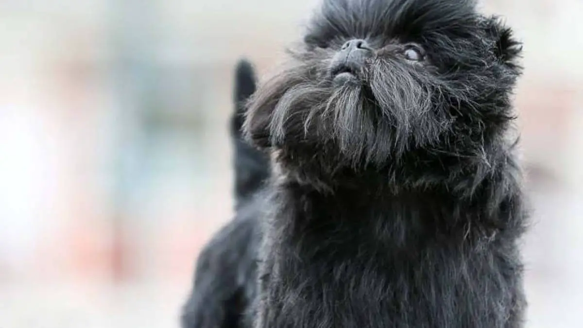 The Affenpinscher