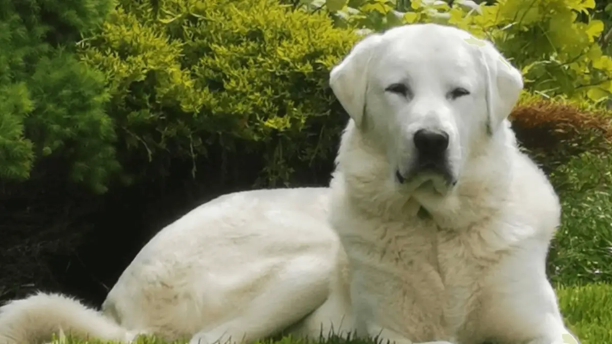 Akbash - Powerful & Impressive Dog Breed
