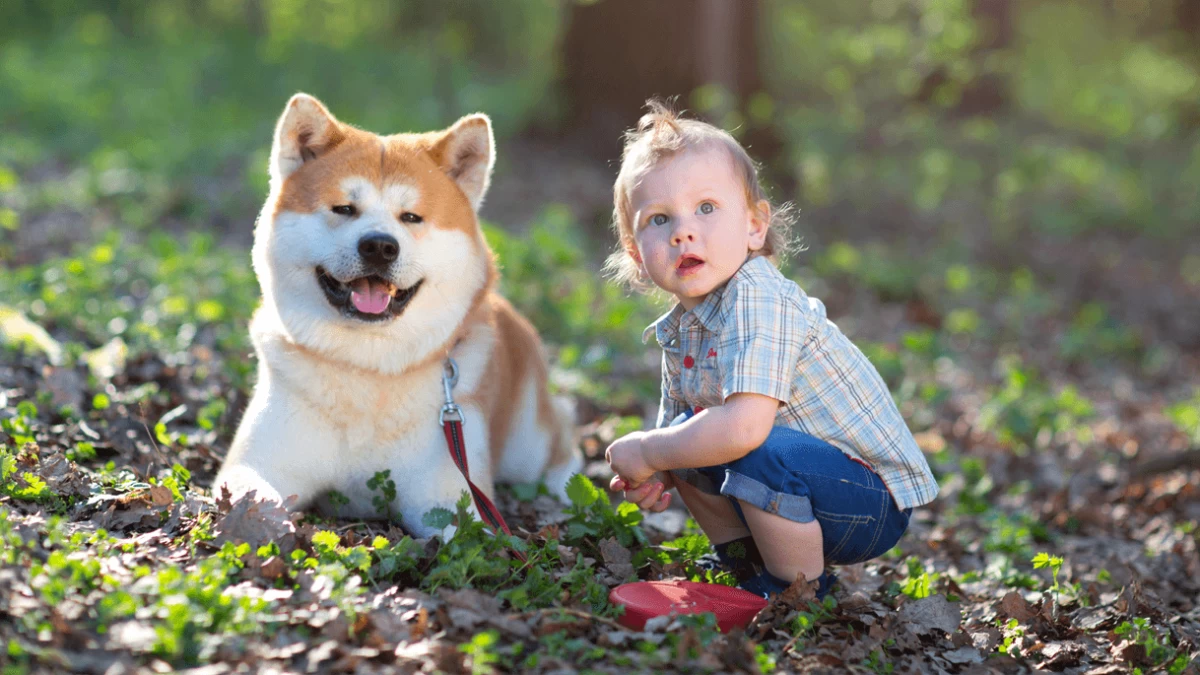 The 7 Most Famous Japanese Dog Breeds