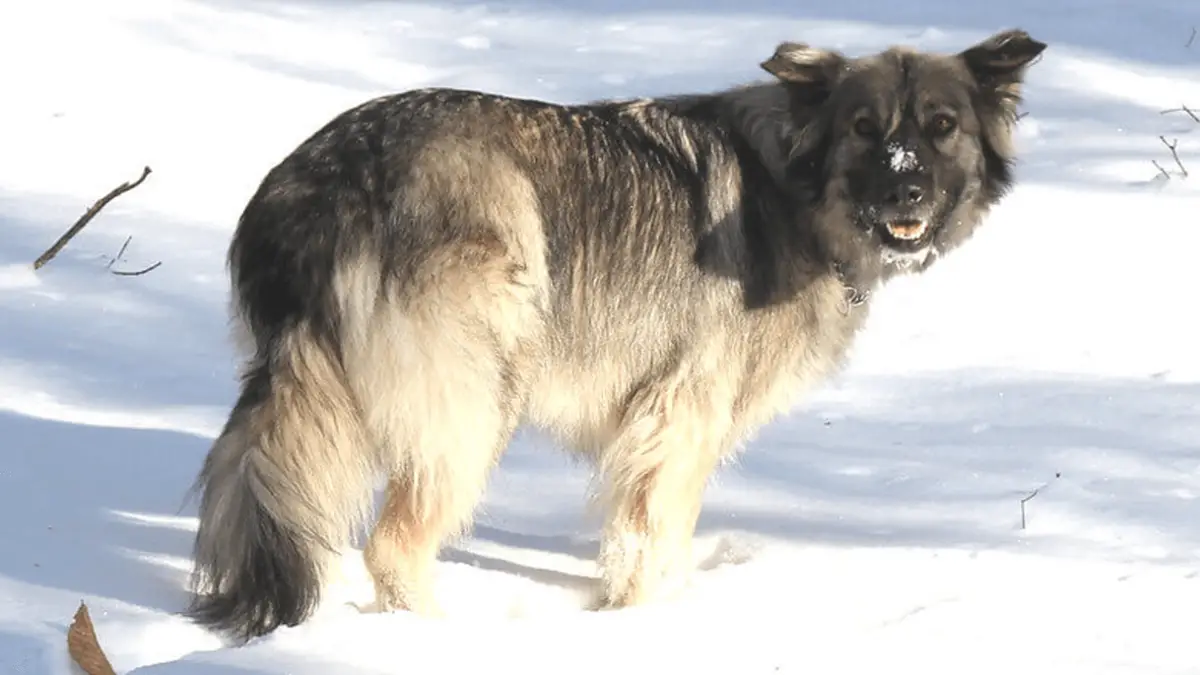 American Alsatian - Rare Dog With Wolf Appearance