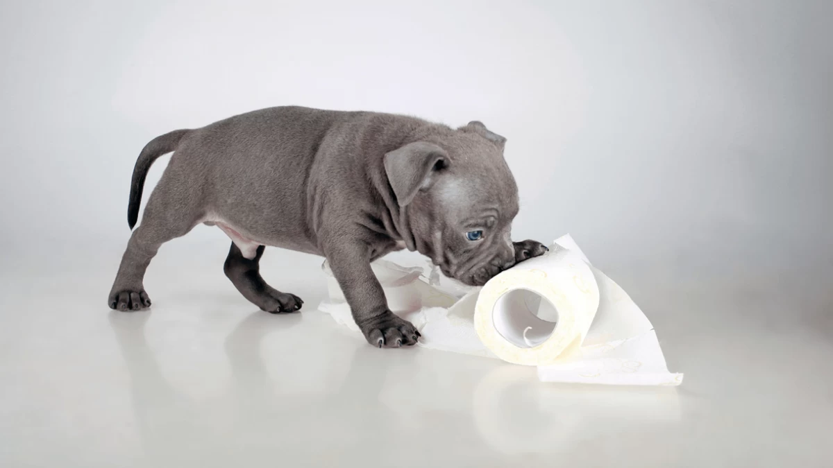 Is Imodium Safe for Dogs?