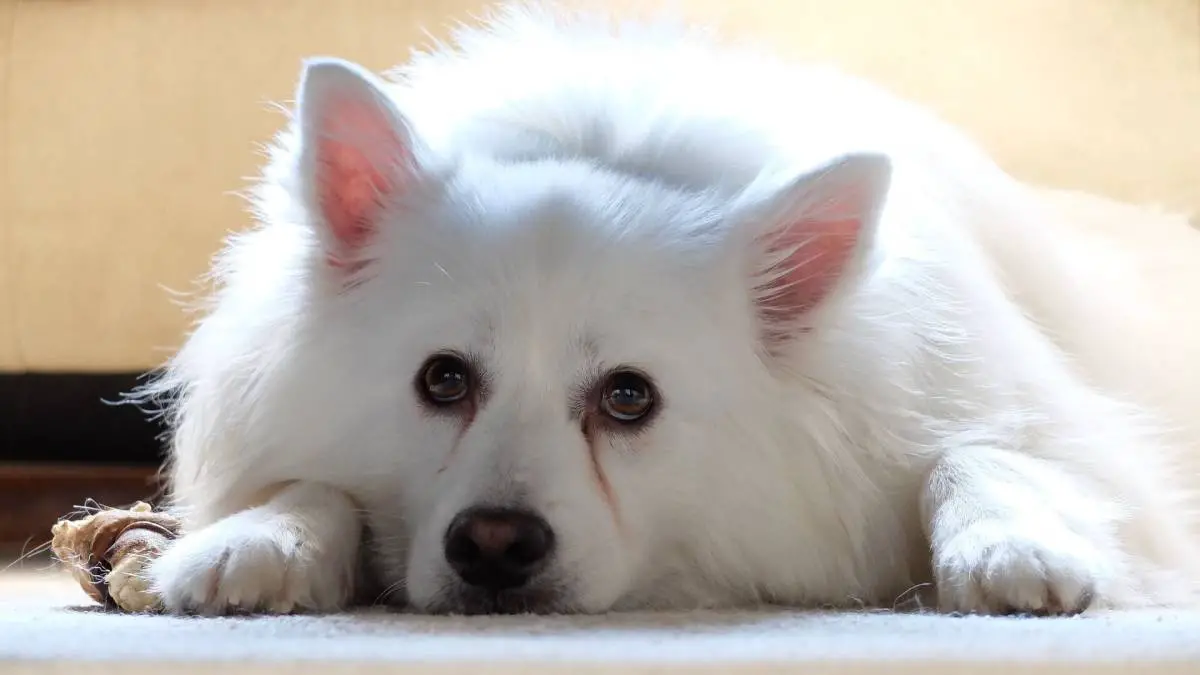 10 Dog Breeds You've Probably Never Heard Of