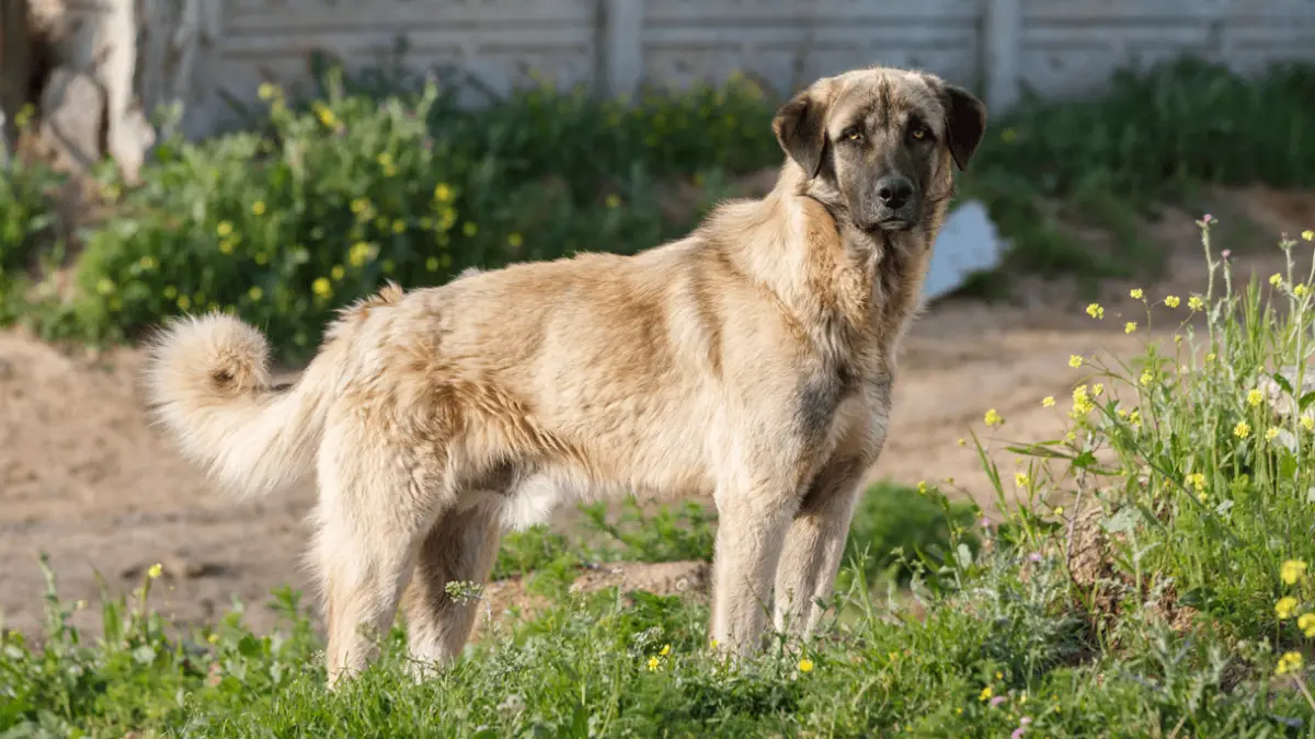 Anatolian Shepherd - Fierce Dog With The Strongest Bite