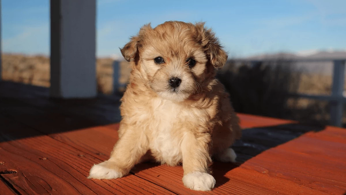 Is Aussiedoodle Right Choice for You?