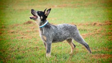 blue heeler collie mix