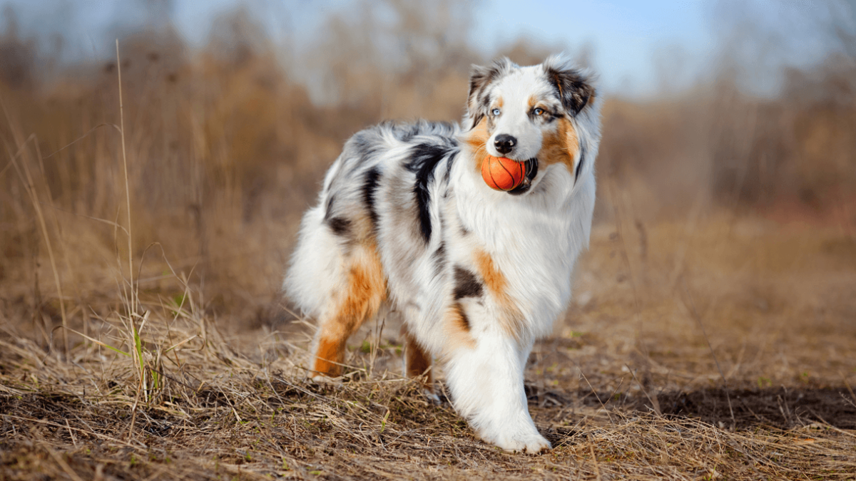 Breed Spotlight: Australian Shepherd - Animal Behavior College