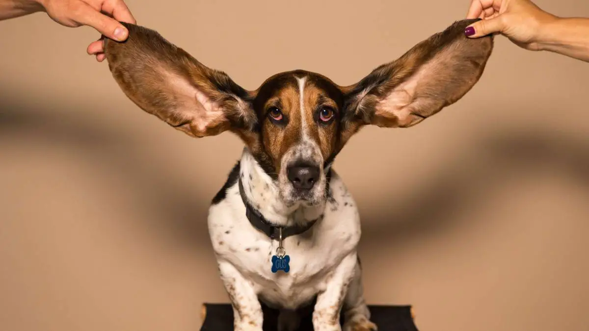 Što je BAER test na gluhoću?