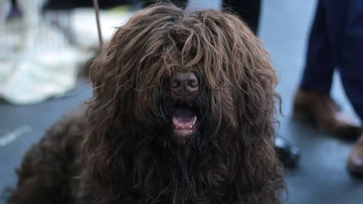 Barbet- Is it really a good family pet?