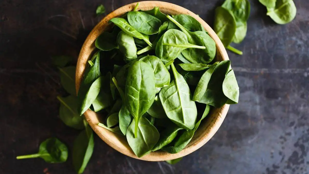 Can Dogs Eat Basil? Is It Safe For Them?