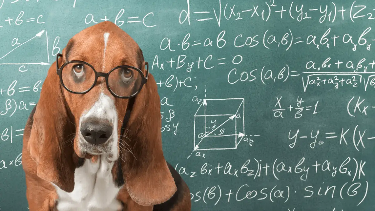 Mogu li psi razumjeti matematiku i računati?