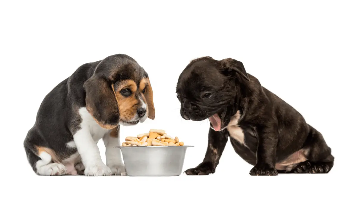 Best Dog Food for Picky Eaters in 2023