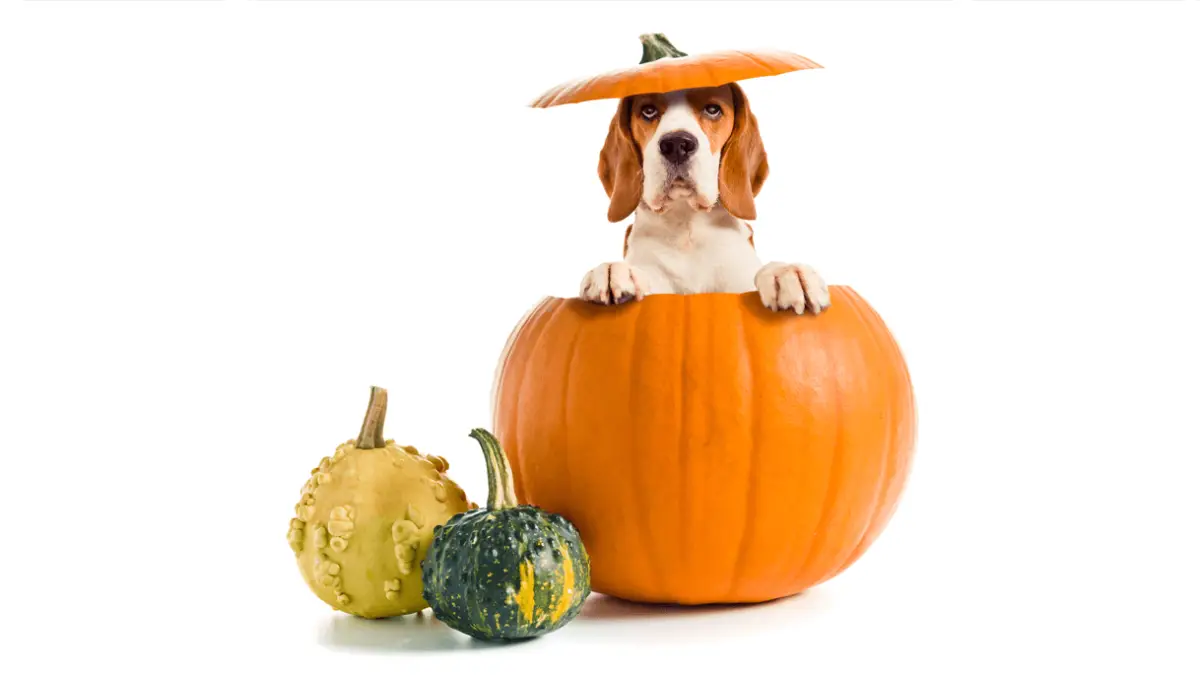 Pumpkin For Dogs: Why You Should Have It At Home