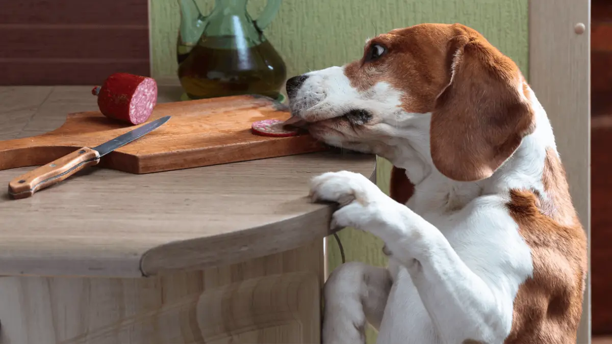 Can Dogs Eat Pork?