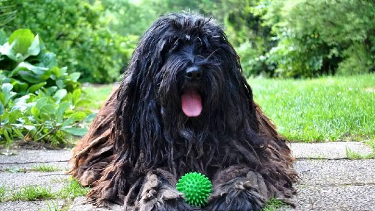 Pastore Bergamasco