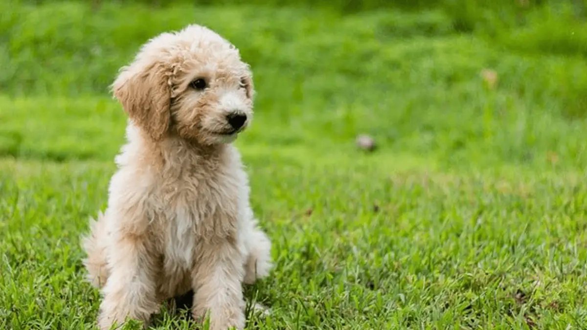 6 Best Dog Food for Goldendoodles - Puppy, Adult & Senior