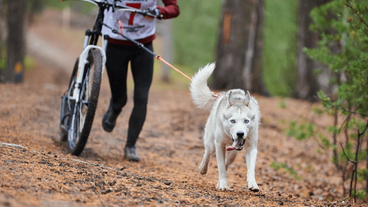 Is Bikejoring Right for You and Your Dog