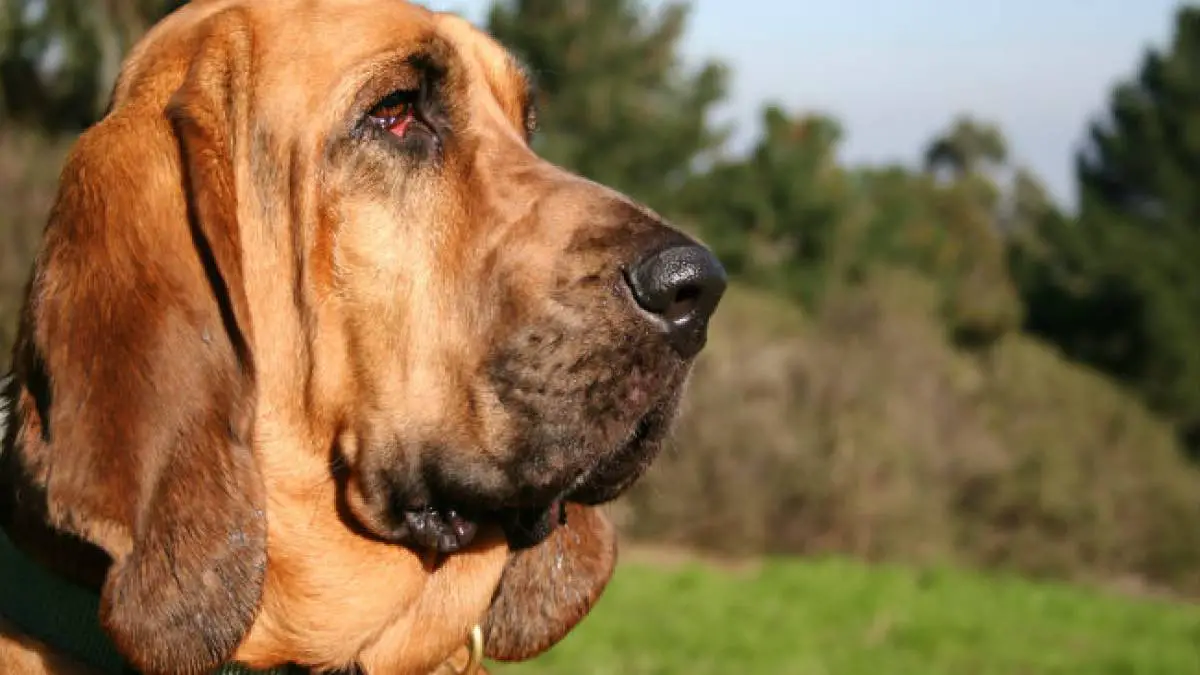Bloodhound