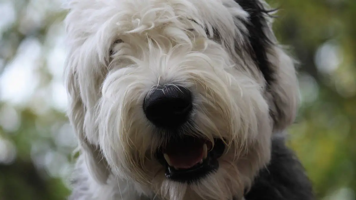 The Old English Sheepdog