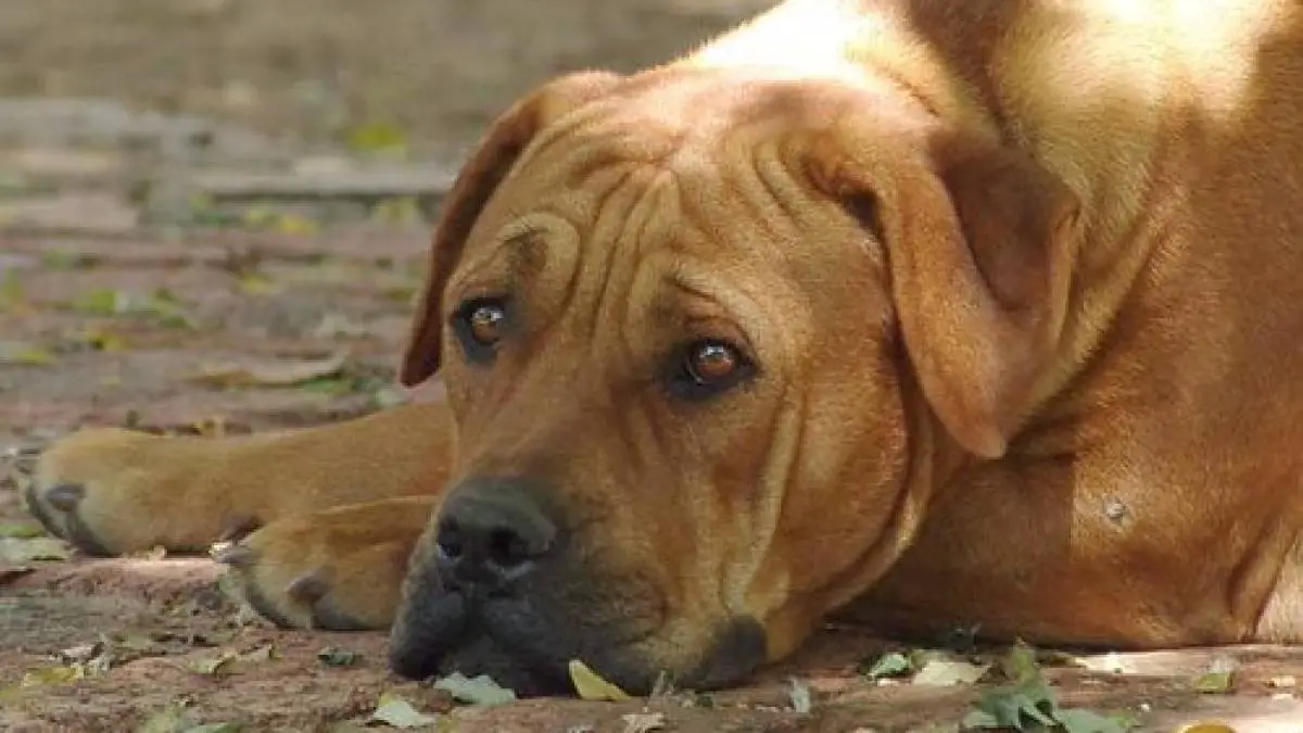 Boerboel - aggressive dog or good family pet?