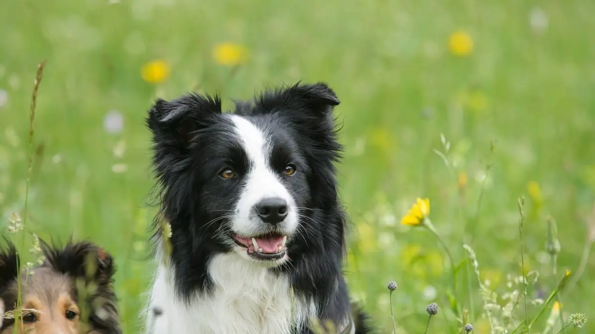 7 Interesting Facts About the Border Collie