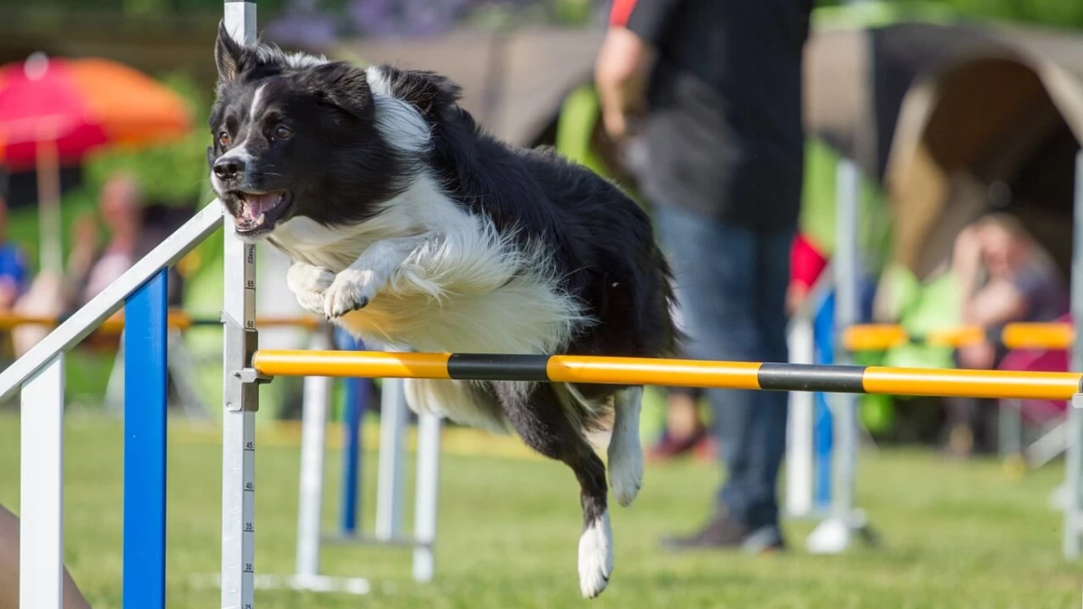 Dog Agility Equipment: Getting Started