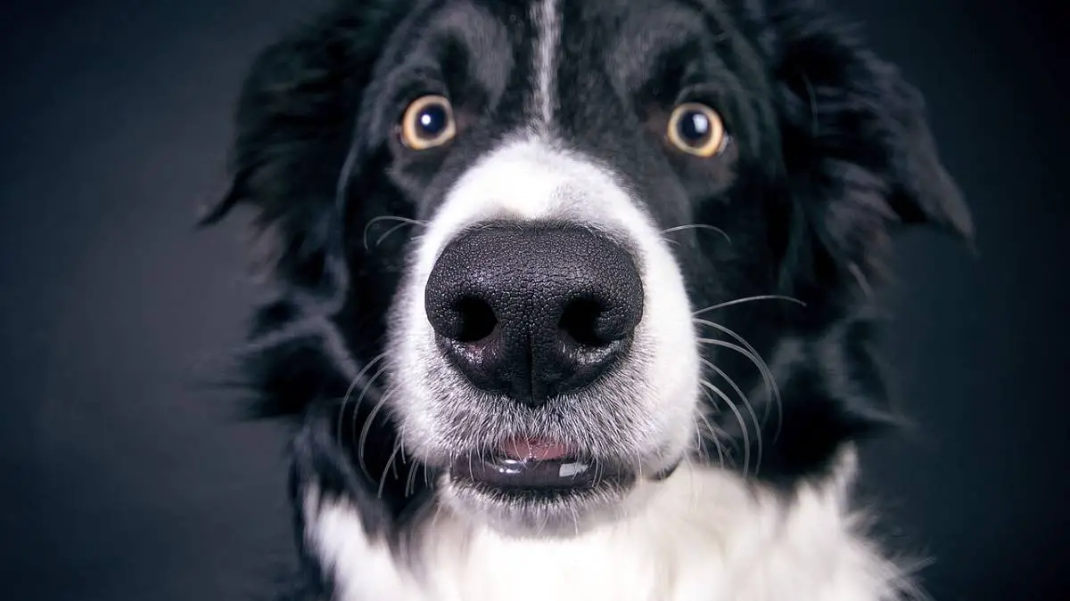 Što znači kad je psu nos suh?