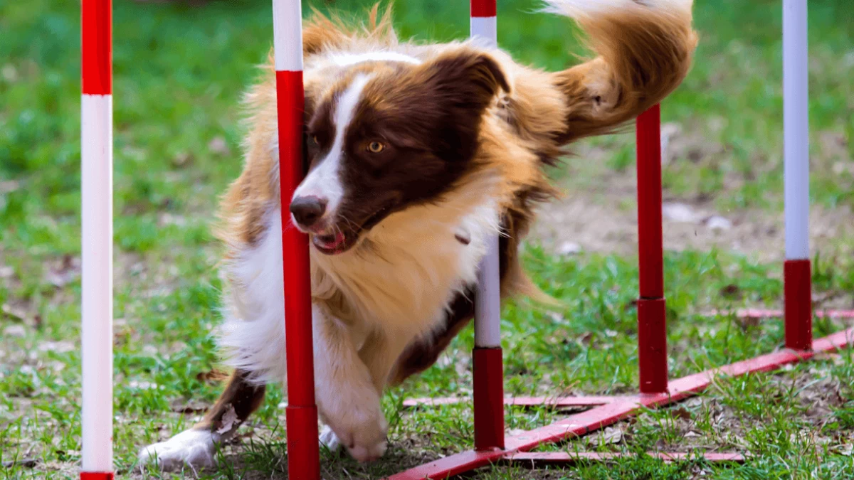 All About Dog Agility Training