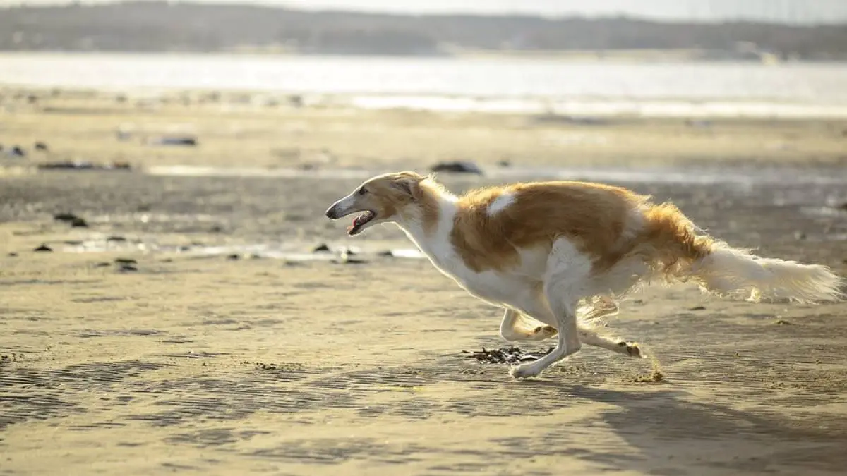 Ruski hrt (Borzoi)- carska pasmina Rusije