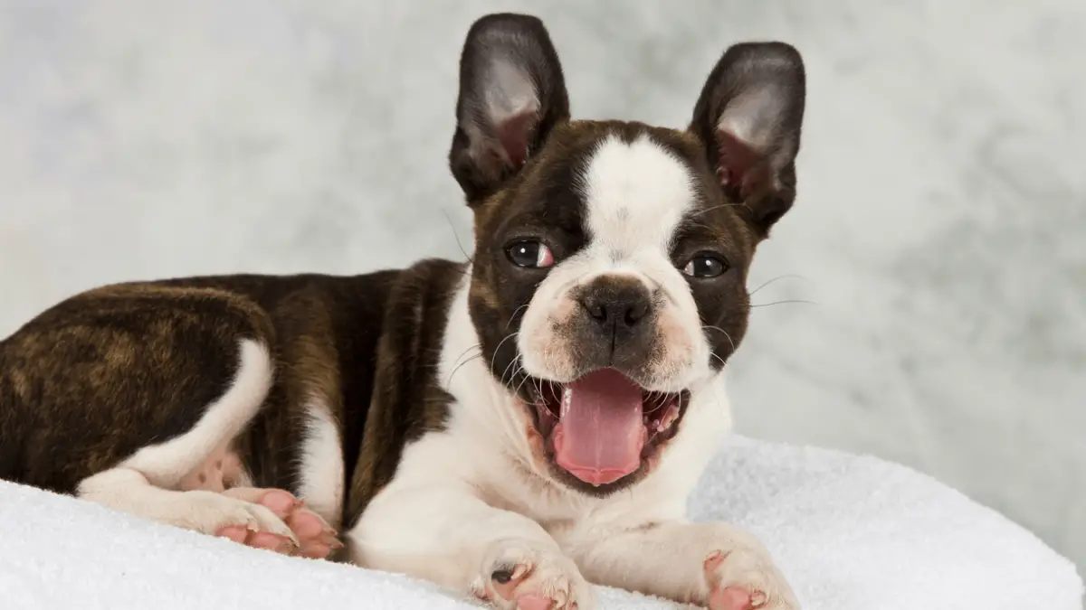 7 Boston Terrier Fun Facts You Didn't Know