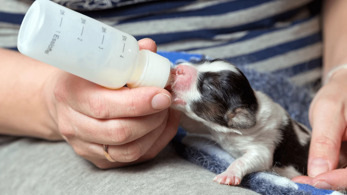 Bottle Feeding Puppies - All You Need To Know