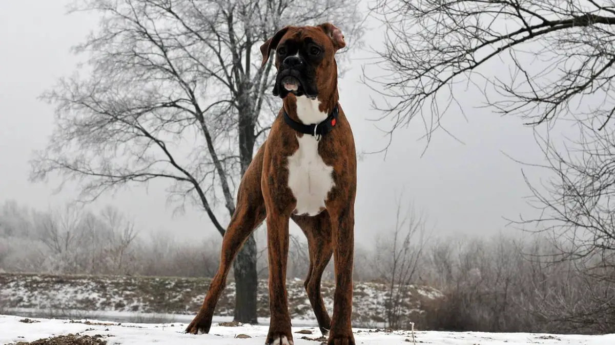 Best Boxer Rescue Organizations in the US