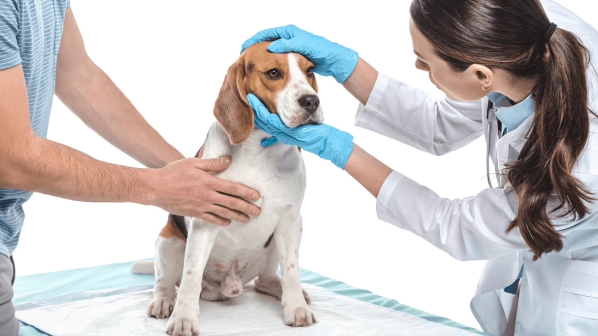 Brain Tumor in Dogs - Types, Treatment & Prognosis