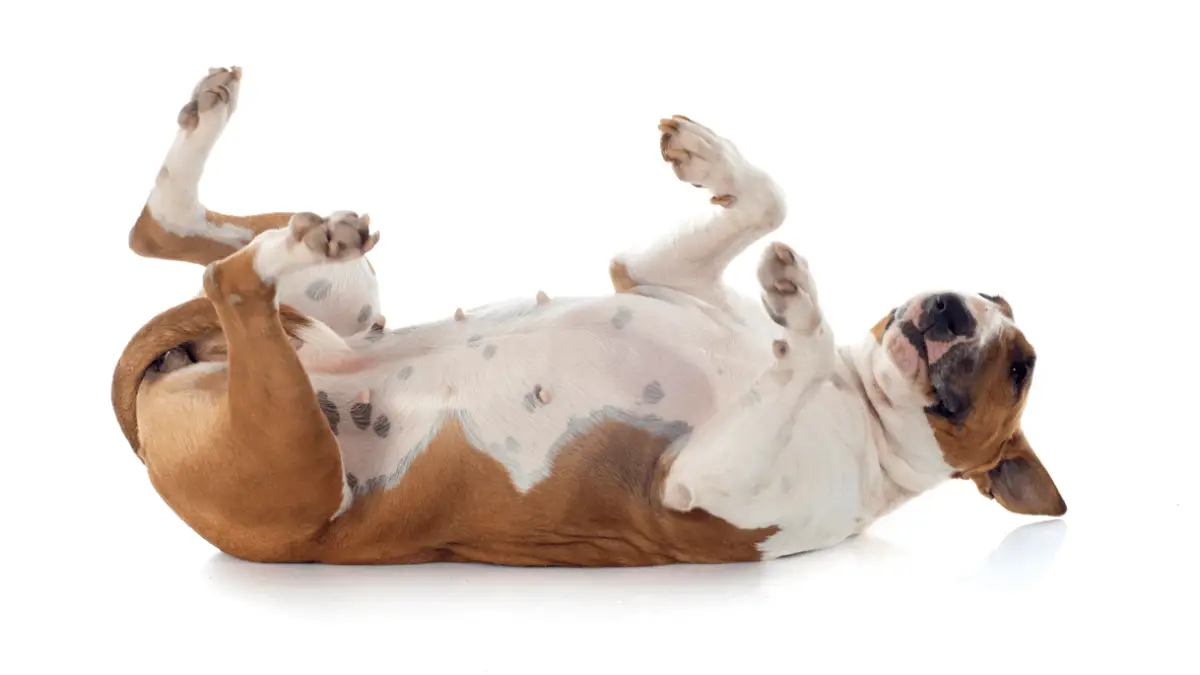 How to Teach Your Dog to Roll Over in 3 Easy Steps!