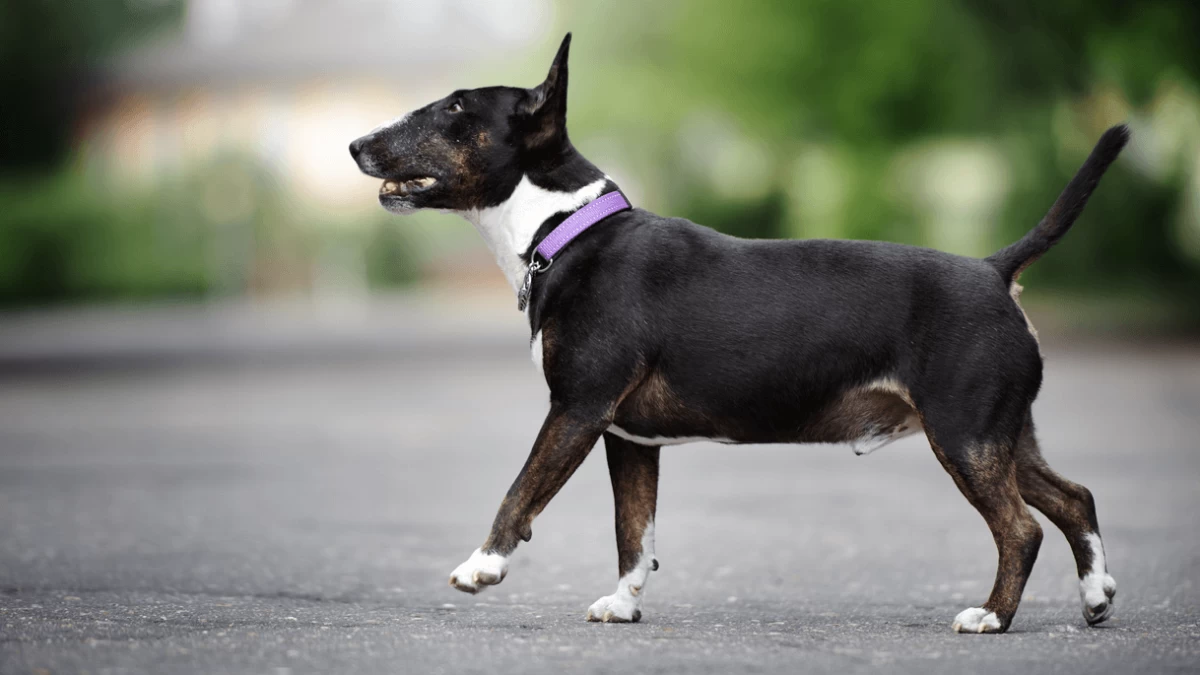 Are Martingale Collars Safe for Dogs?