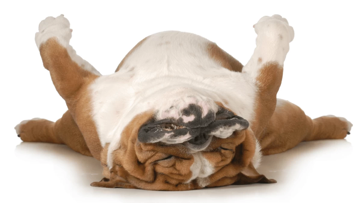 10 Lazy Dog Breeds Perfect For Inactive People