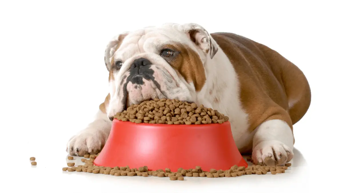 Koliko psi mogu izdržati bez hrane?