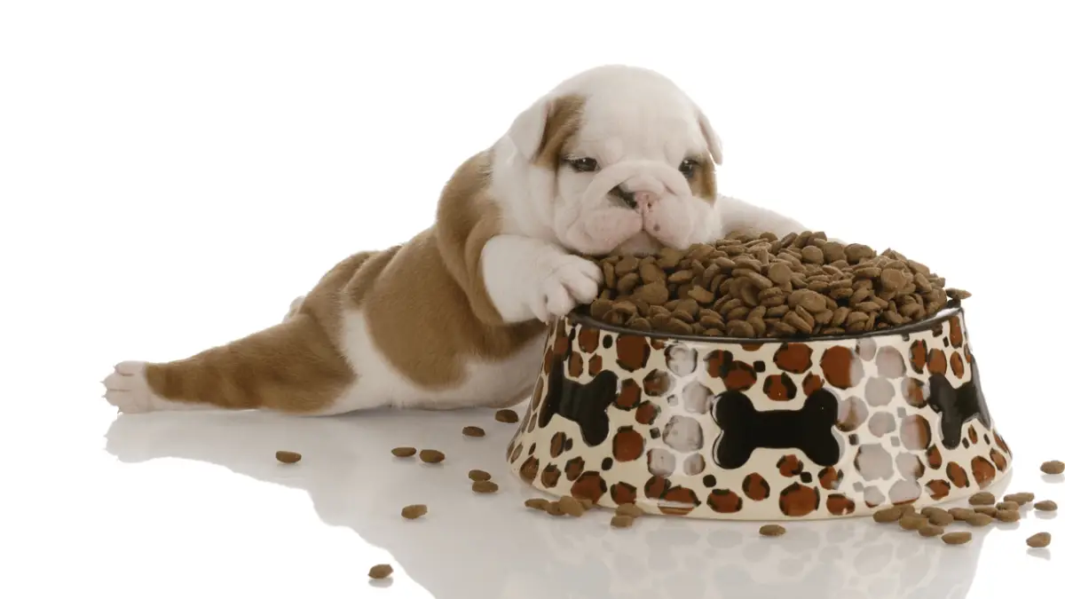 The Best Vet-Recommended Dog Food in 2023