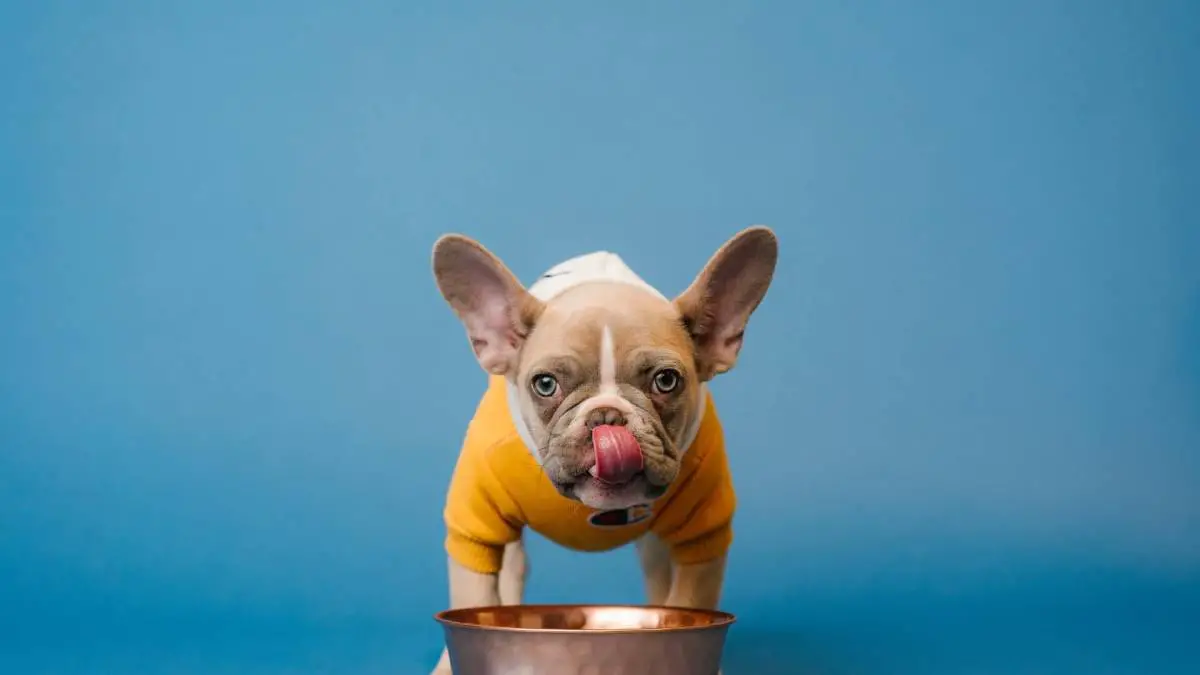 Smiju li psi jesti kisele krastavce?